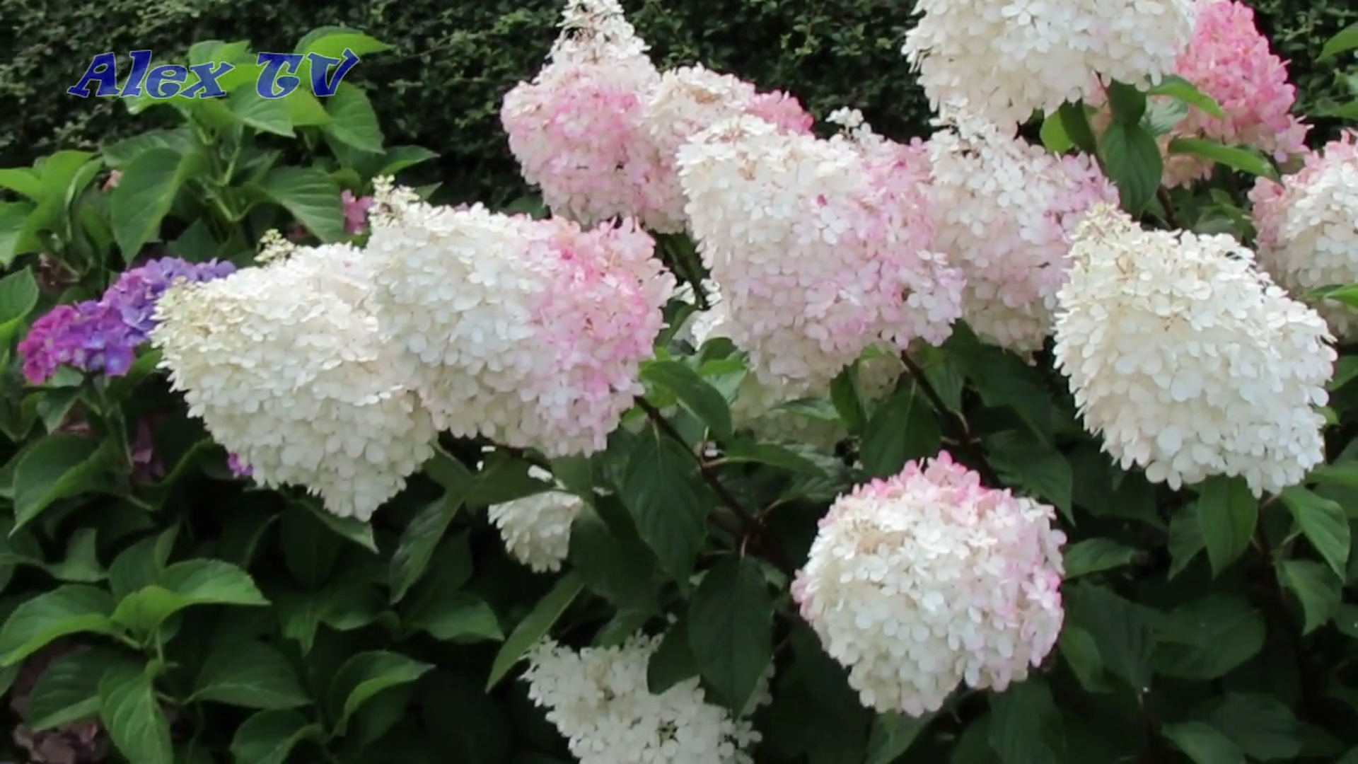 Mehrj&auml;hrige Stauden und Beetpflanzen